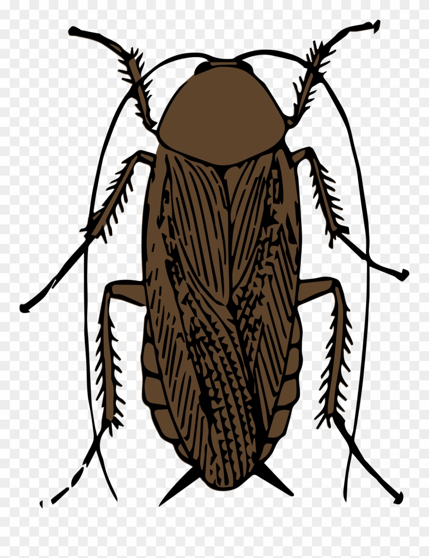 Clipart - Cockroach Black And White - Png Download
