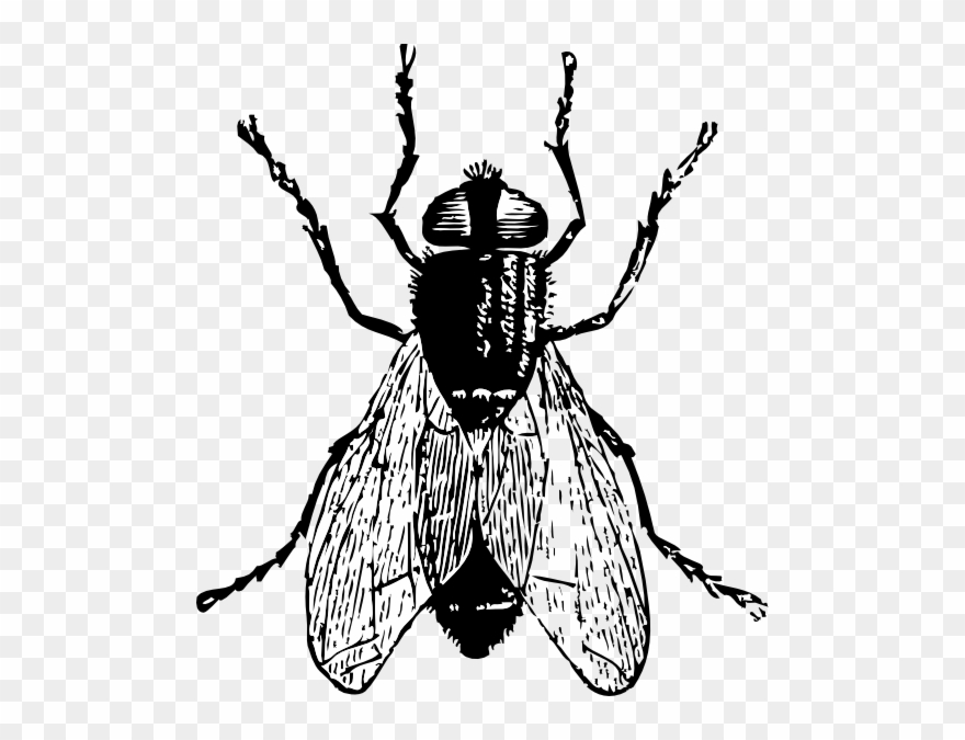 Fly Clip Art - Png Download