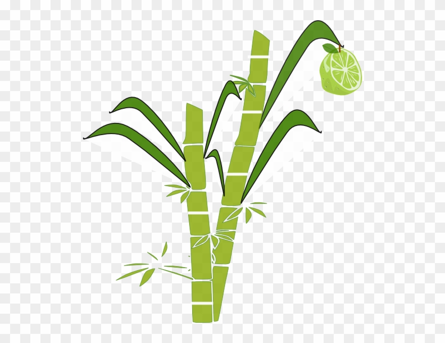 Sugar Cane Clipart - Sugar Cane Drawing Easy - Png Download
