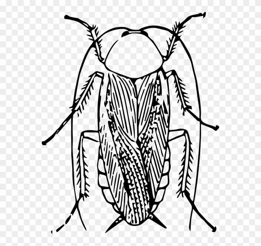 American Cockroach Black And White Insect Drawing - Cockroach Black And White Clipart