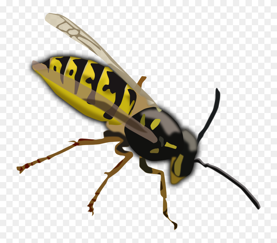 Pest Control Fumigation - Wasp Clipart - Png Download