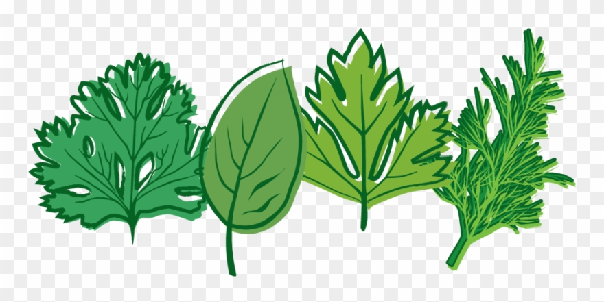 Menu - Organic Cilantro (santos) Seed Packet Clipart