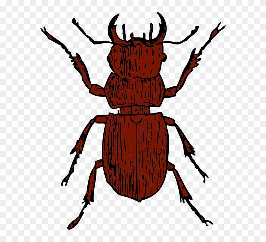 Beelte Clipart Water Beetle - Stag Beetle Clipart - Png Download