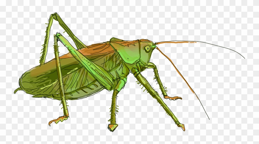 Clip Art Free - Caelifera - Png Download