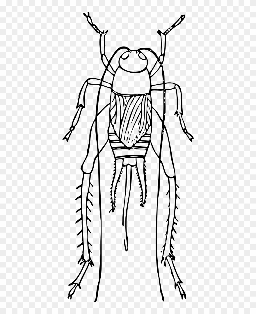 Cricket - Cricket Outlines Clipart