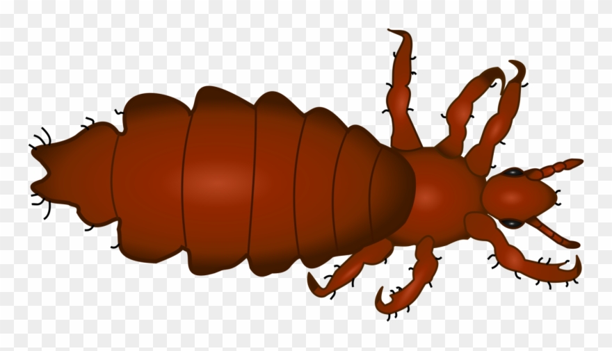 Download Head Louse Insect Head Lice Infestation Therapy Clip Art