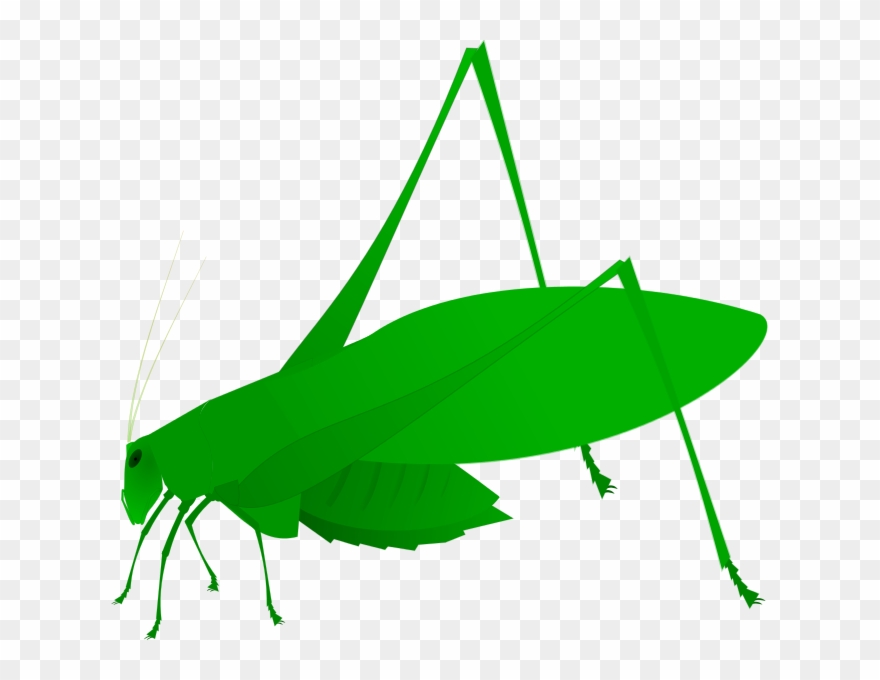 263 × 240 Pixels - Amblycorypha Oblongifolia Clipart