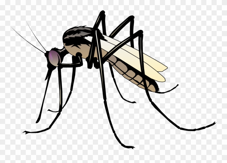 Insect 06 Free Vector 4vector - Clip Art Mosquito - Png Download