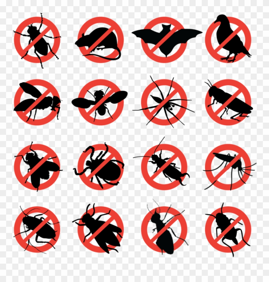 Fumigation Business Plan In Nigeria / Starting A Pest - New York Pest Control Clipart