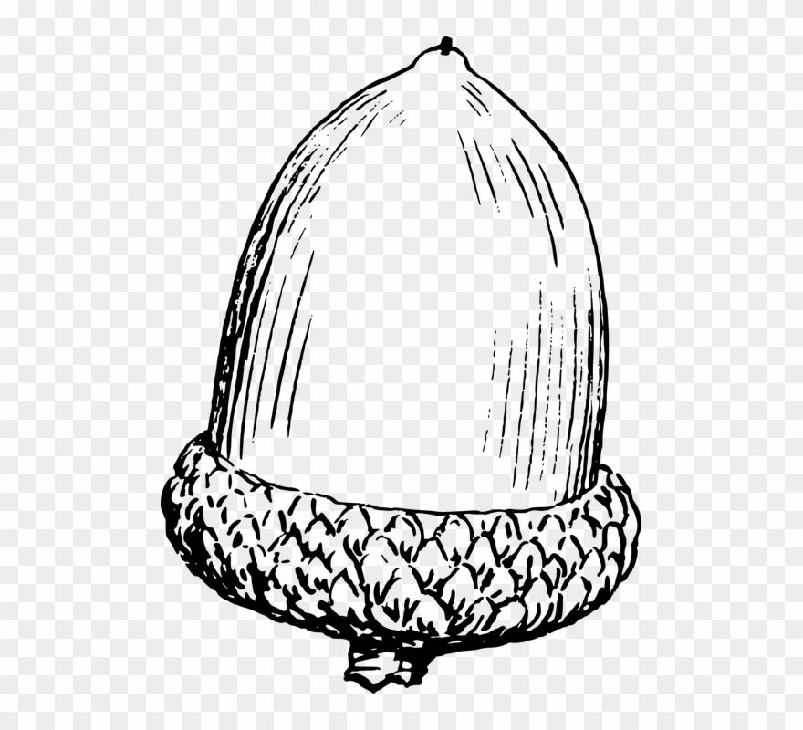 Clip Art Acorn Black And White Clipart - Acorn Line Art - Png Download