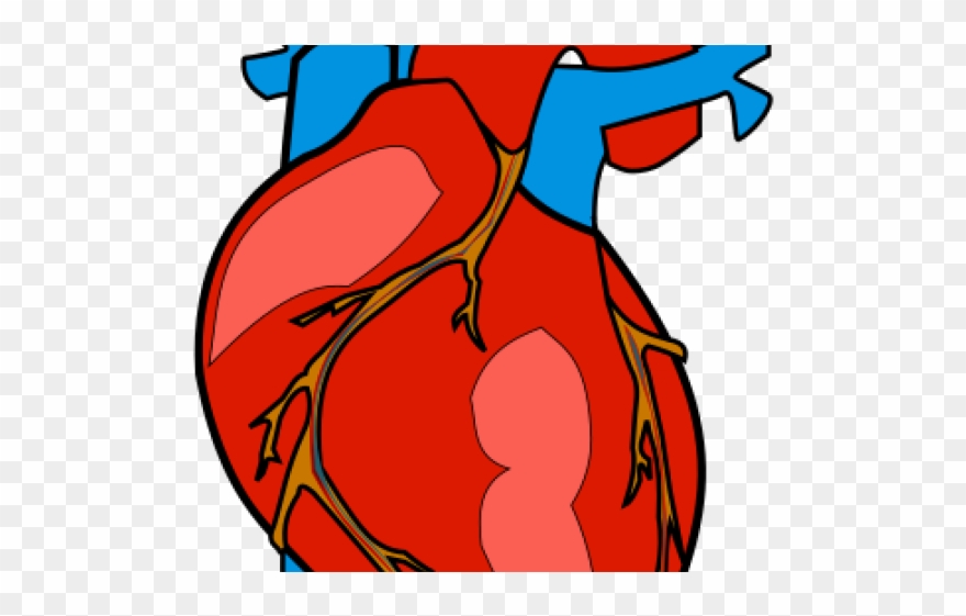 Organs Clipart Biological Heart - Human Body Heart Clipart - Png Download