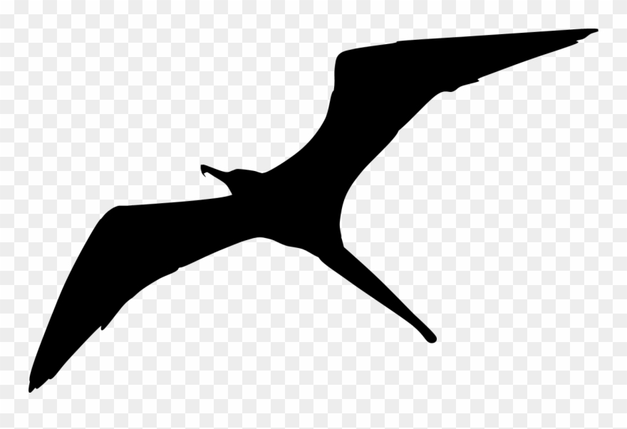 Clipart Info - Frigate Bird Clip Art - Png Download