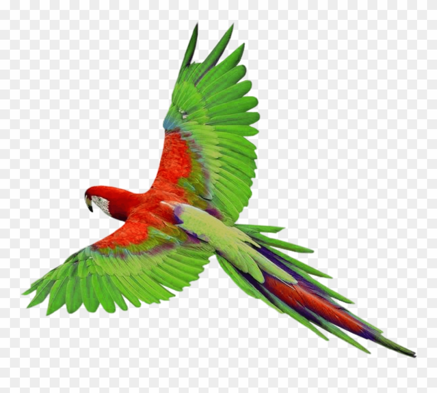 Parrot In Flight Png Clipart Gallery Yopriceville High - Flying Parrot Png Transparent Png