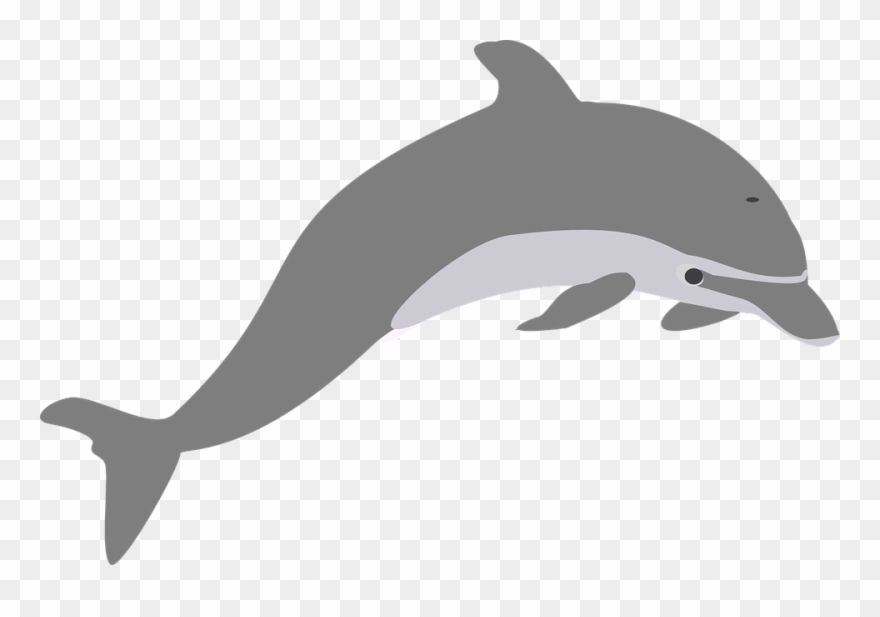 Bottlenose Dolphin Clipart Strong - Grey Dolphin Clipart - Png Download