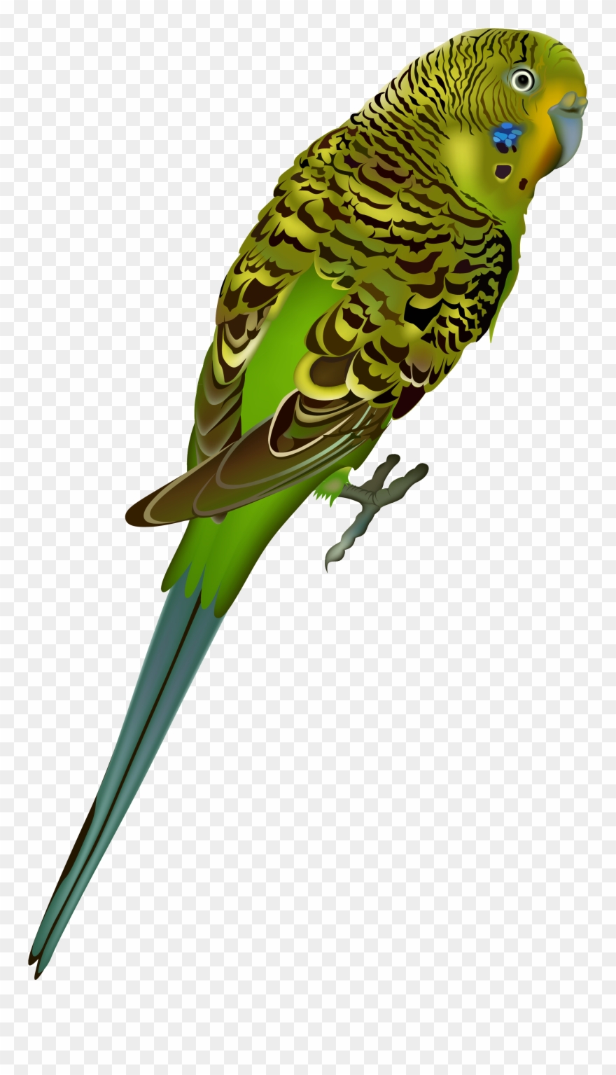 Birds Png Images Free Download Bird - Parakeet Png Transparent Clipart