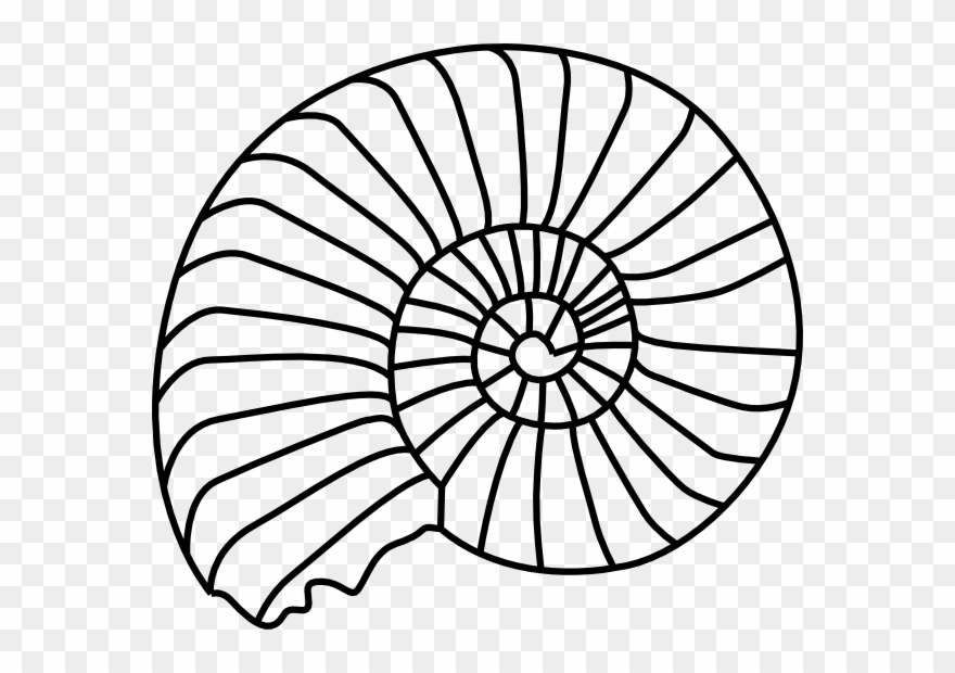 Clipart Info - Easy To Draw Fossils - Png Download