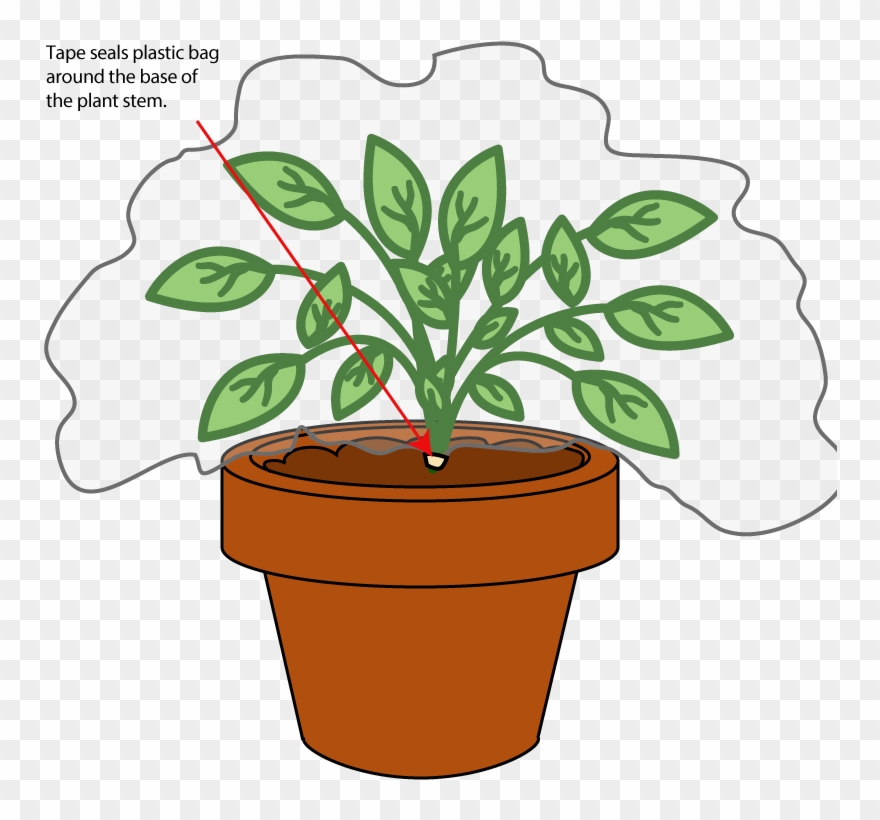 Transpiration Experiment - Transpiration Experiment Using Plastic Bags Clipart