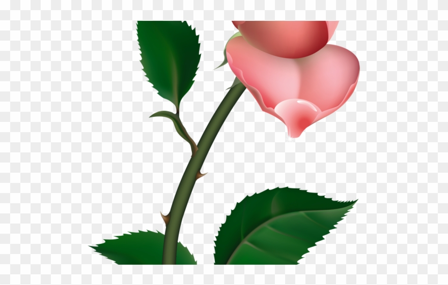 Spanish Clipart Rose - Pink Rose Clipart Transparent - Png Download