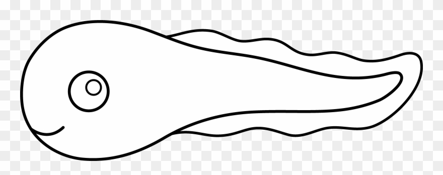 Tadpole Cliparts - Tadpole Easy To Draw - Png Download