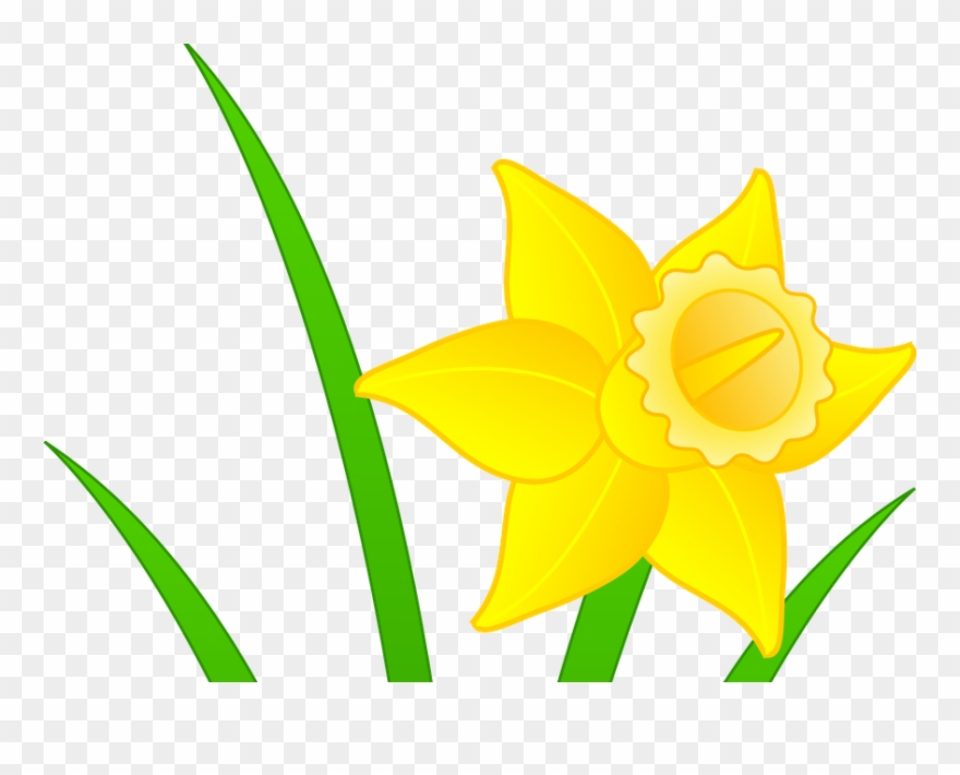 Daffodils Clipart Mothering Sunday - Clip Art Daffodil - Png Download