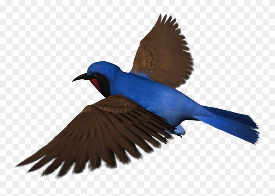 Birds - Rajasthan Clipart