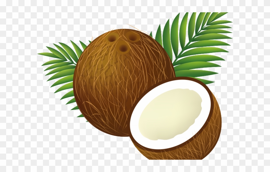 Download Coconut Clipart Clip Art Clip Art Coconut Png Download