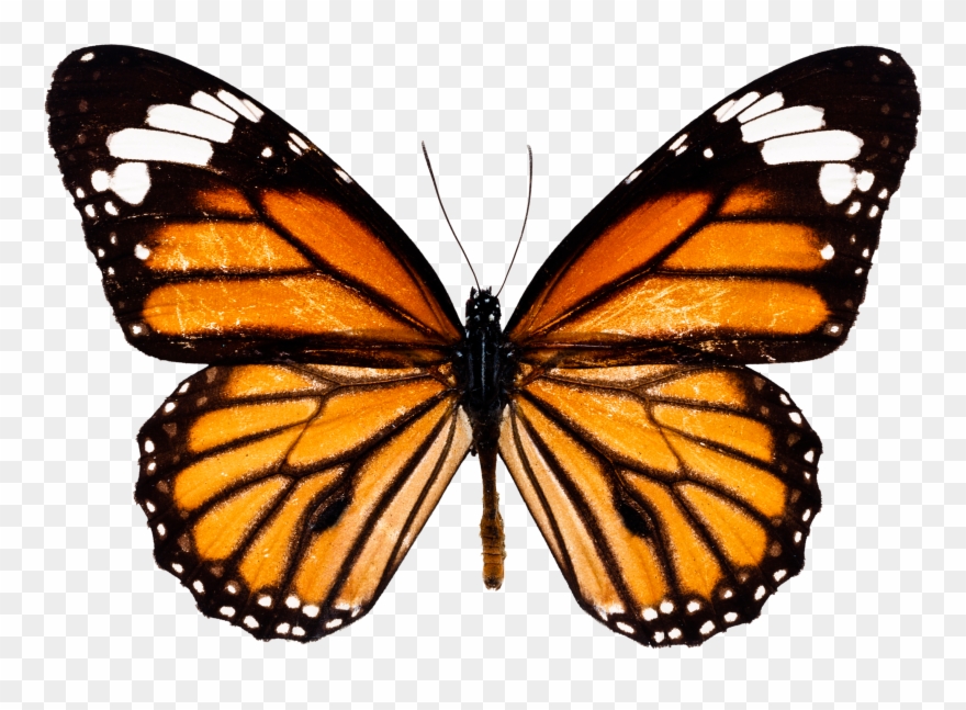 The Butterfly Conservatory - Monarch Butterfly Drawing Clipart