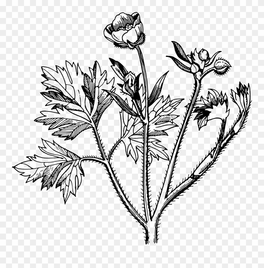Clipart Big Image Png Free Stock - Buttercup Clipart Black And White Transparent Png