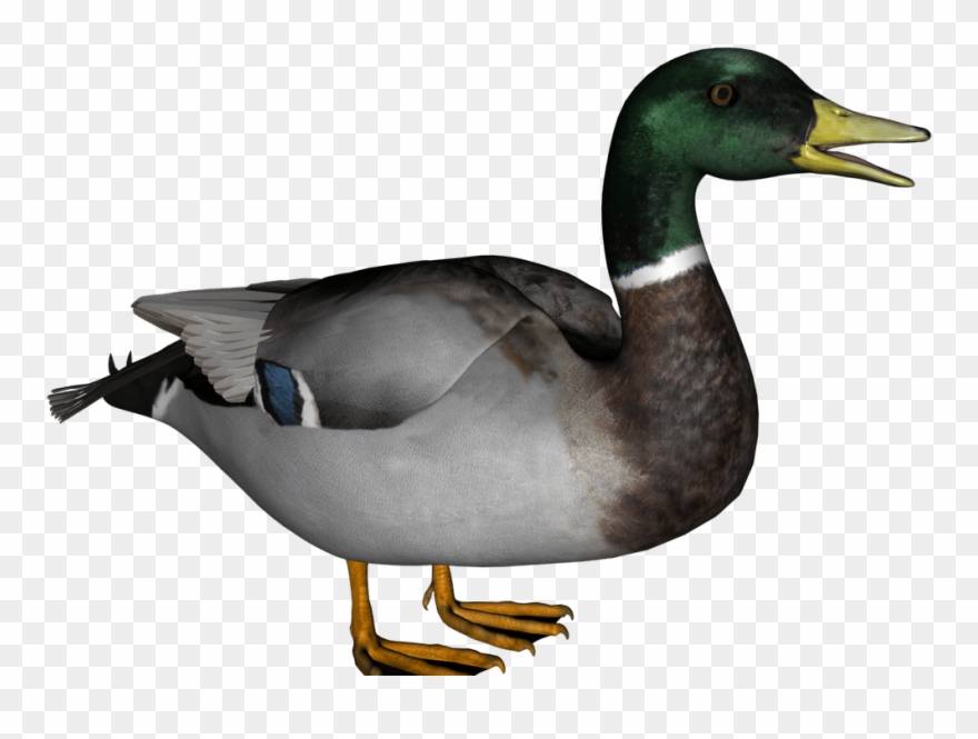 Wood Duck Clip Art - Transparent Duck - Png Download