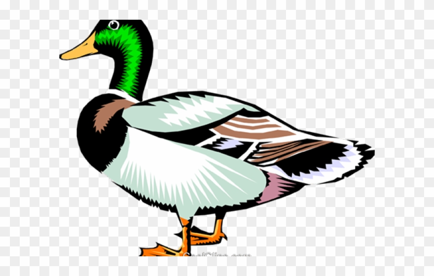 Mallard Clipart Flying - Clip Art Realistic Duck - Png Download