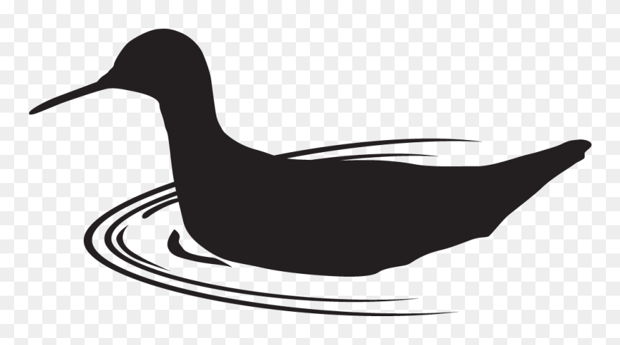 Wilson's Phalarope - All About Birds Clipart