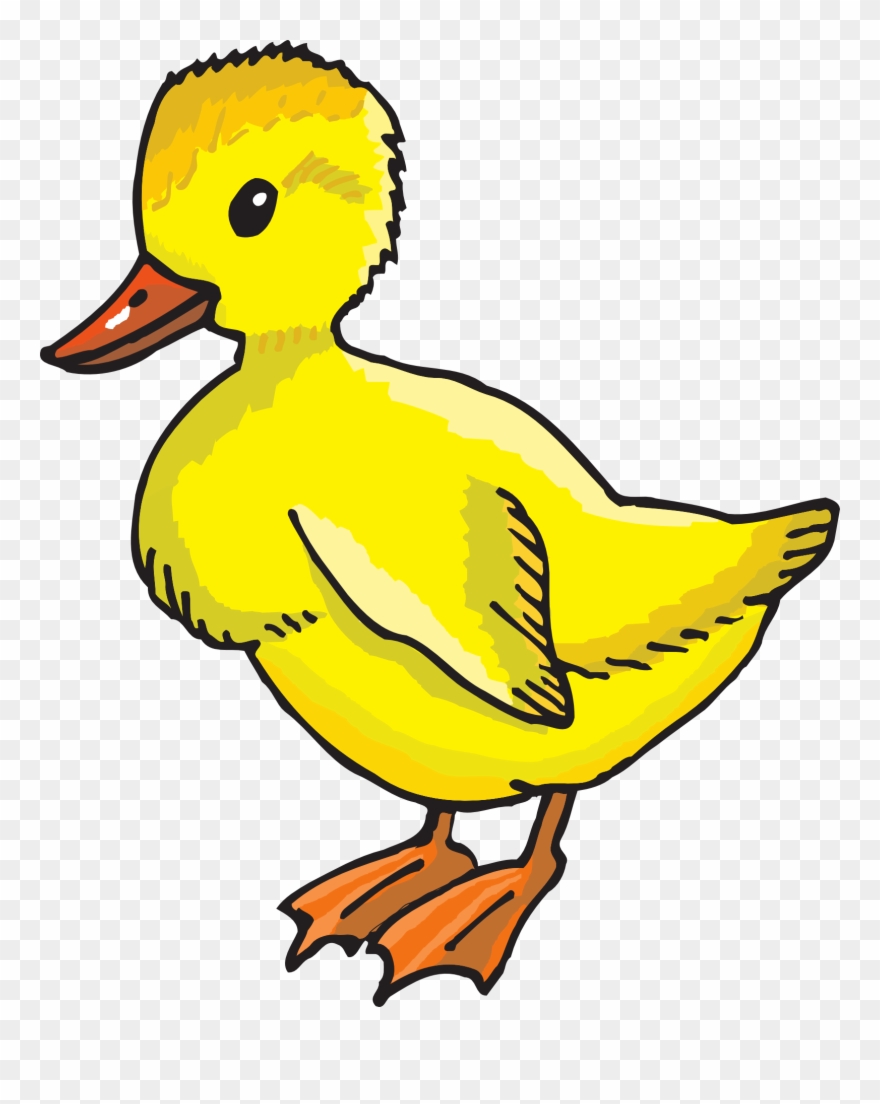 File Png Wikimedia Commons Fileyellow Ducklingpng - Duckling Clip Art Transparent Png