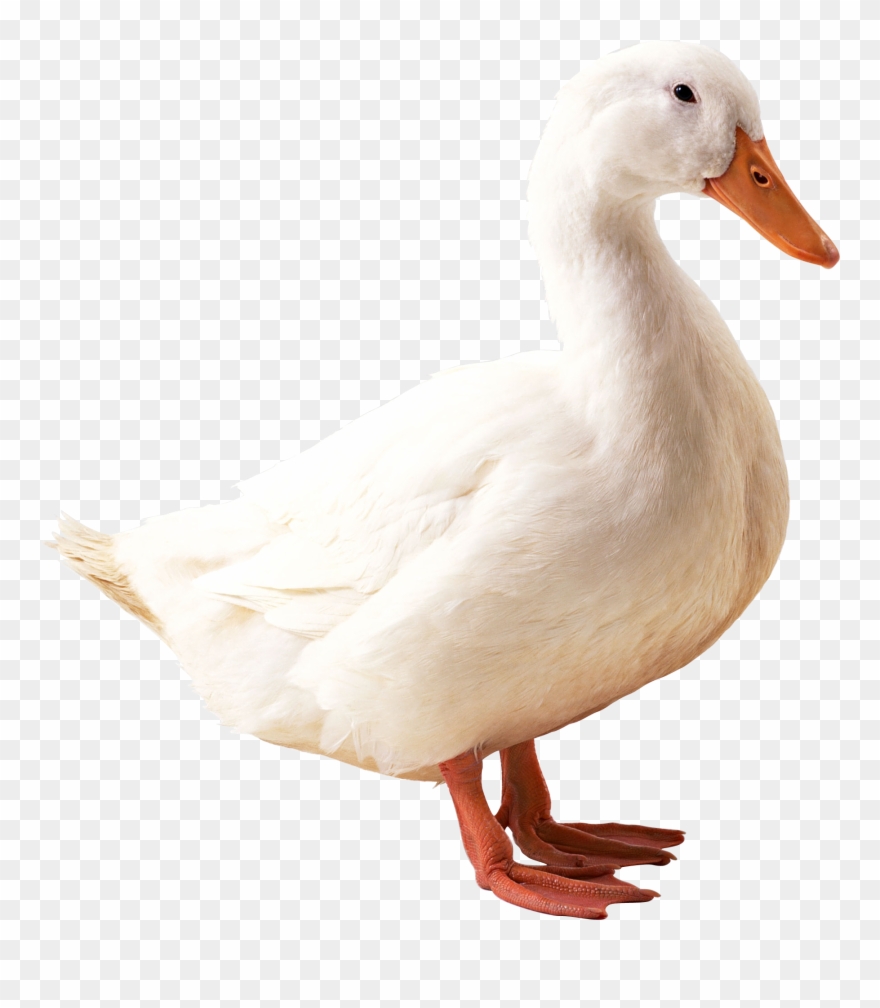 Png Image Information - Duck Png Clipart