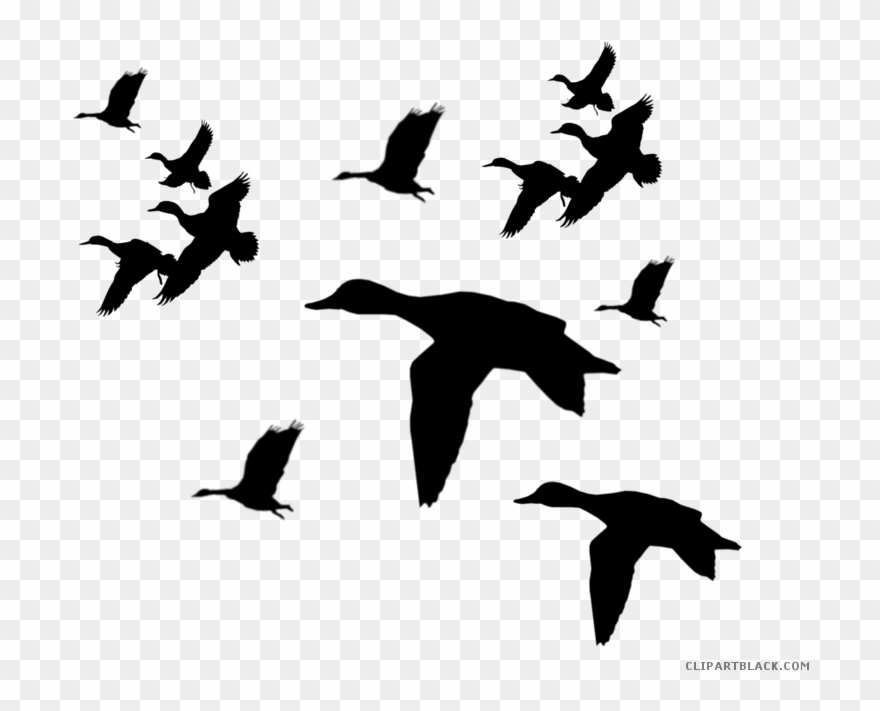 Picture Freeuse Duck Clipartblack Com Animal Free Black - Flying Ducks Clipart Black And White - Png Download