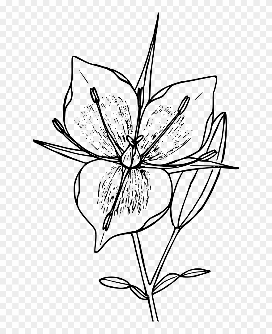 Mountain Mariposa - Mariposa Flower Clipart - Png Download