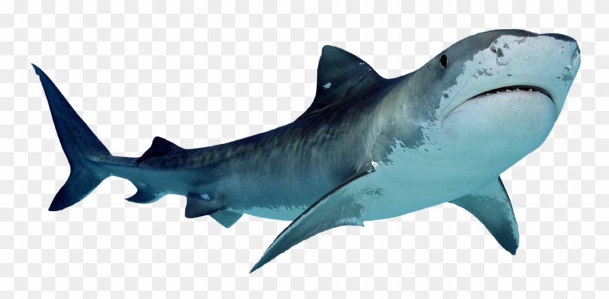 Clip Royalty Free Library Png Great White Sharks Two - Shark Png Transparent Png