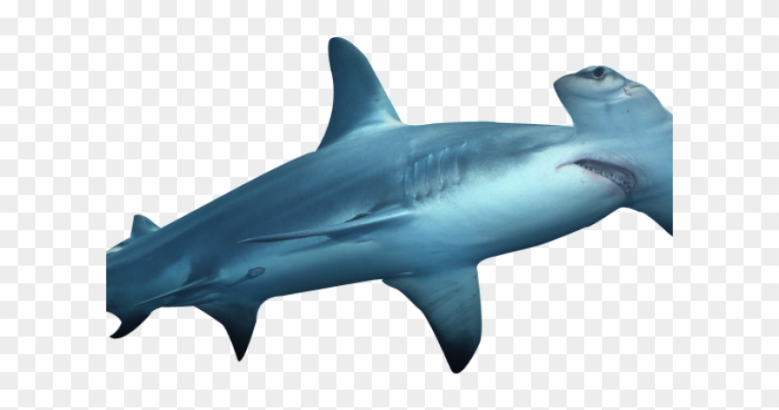 Hammerhead Clipart 3d Shark - Sharks Hammers - Png Download