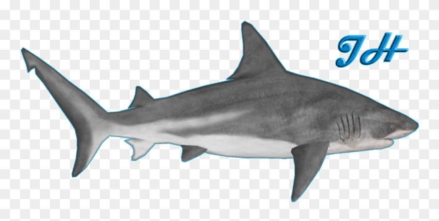 Zoo Tycoon 2 Bull Shark Clipart