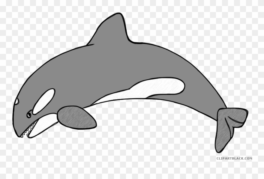 Huge Freebie Download For Powerpoint Presentations - Killer Whale Clipart Png Transparent Png