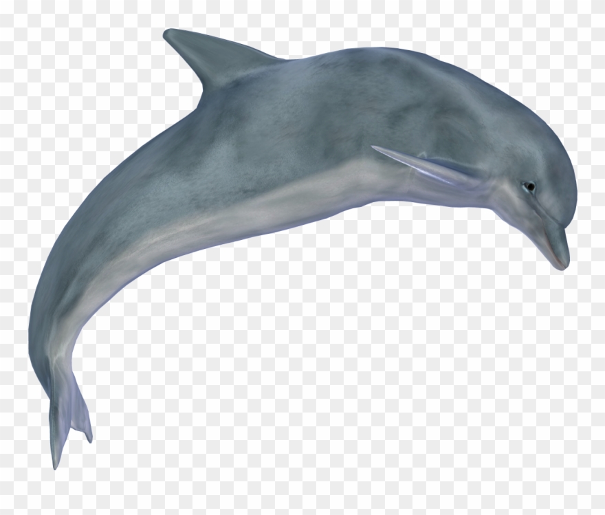 İndir - Dolphin Png Clipart