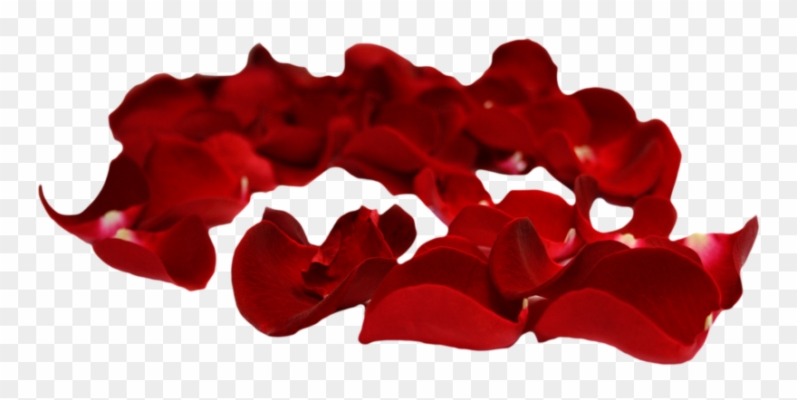 Svg Petal Clip Art Transprent Png Free Download - Red Rose Petals Png Transparent Png