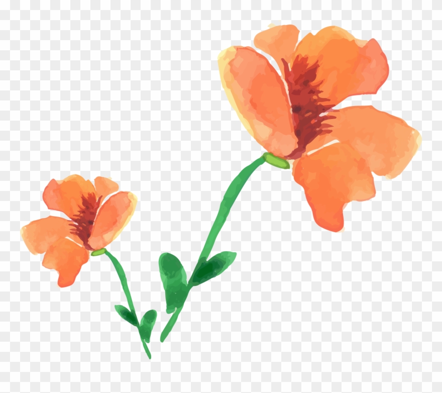 Painting Poppy Flower Painted Floral Decoration - Watercolor Painting Clipart