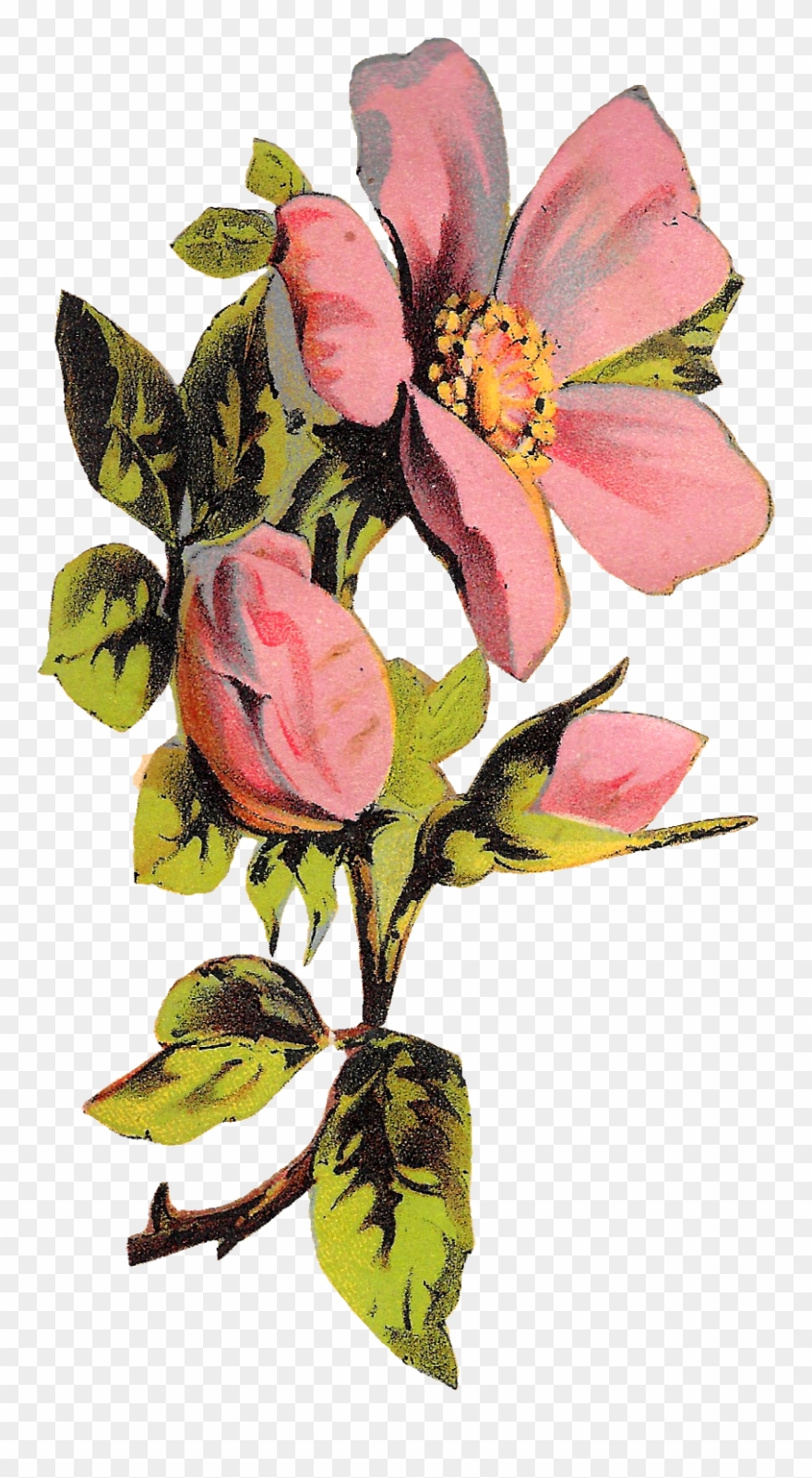 Flower Rose Floral Botanical Art Illustration Clipart - Rose - Png Download