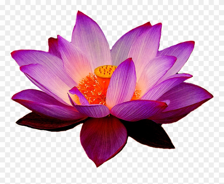 Lotus Flowers Png - Purple Lotus Flower Png Clipart