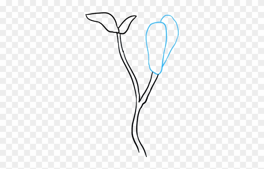 How To Draw Magnolia Flower - Drawing Clipart