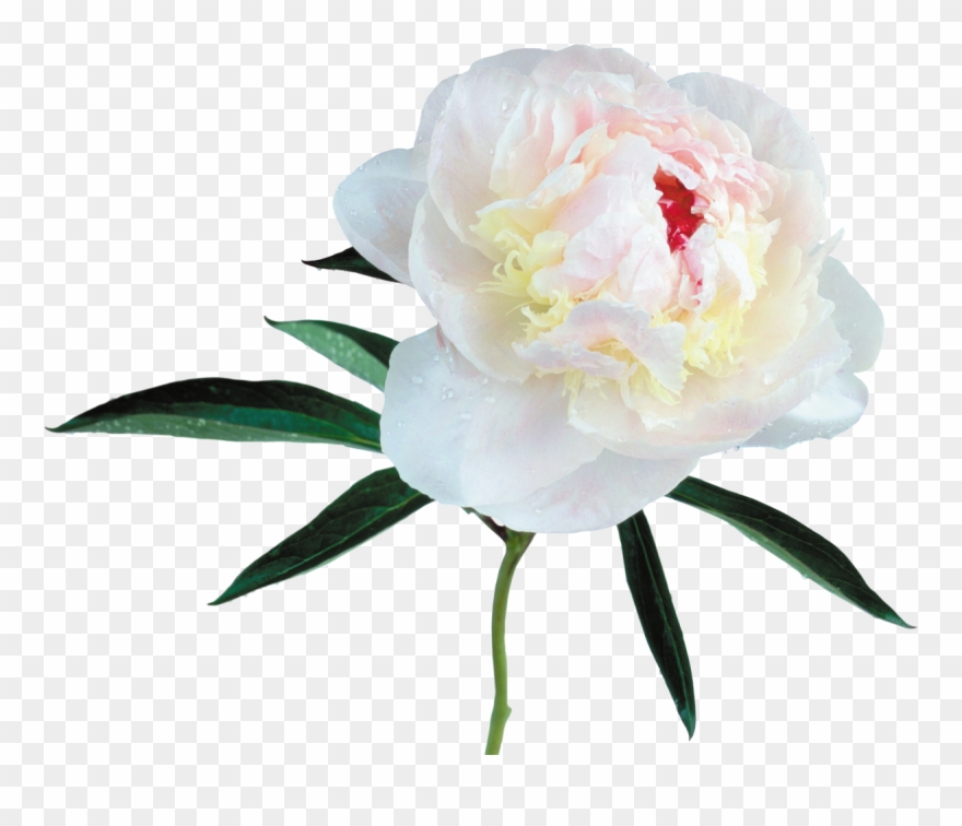 Peony Clip Art - White Peony White Background - Png Download