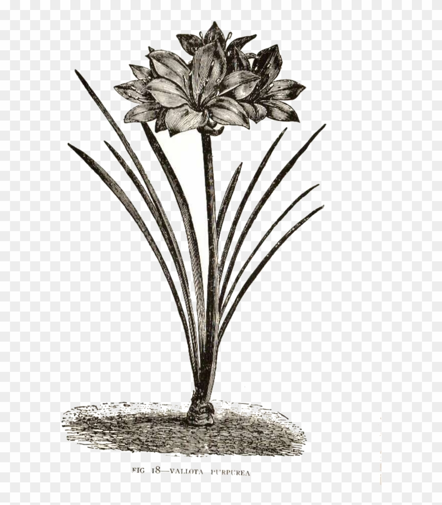 Vintage Flowers And Butterflies Clipart - Clip Art - Png Download