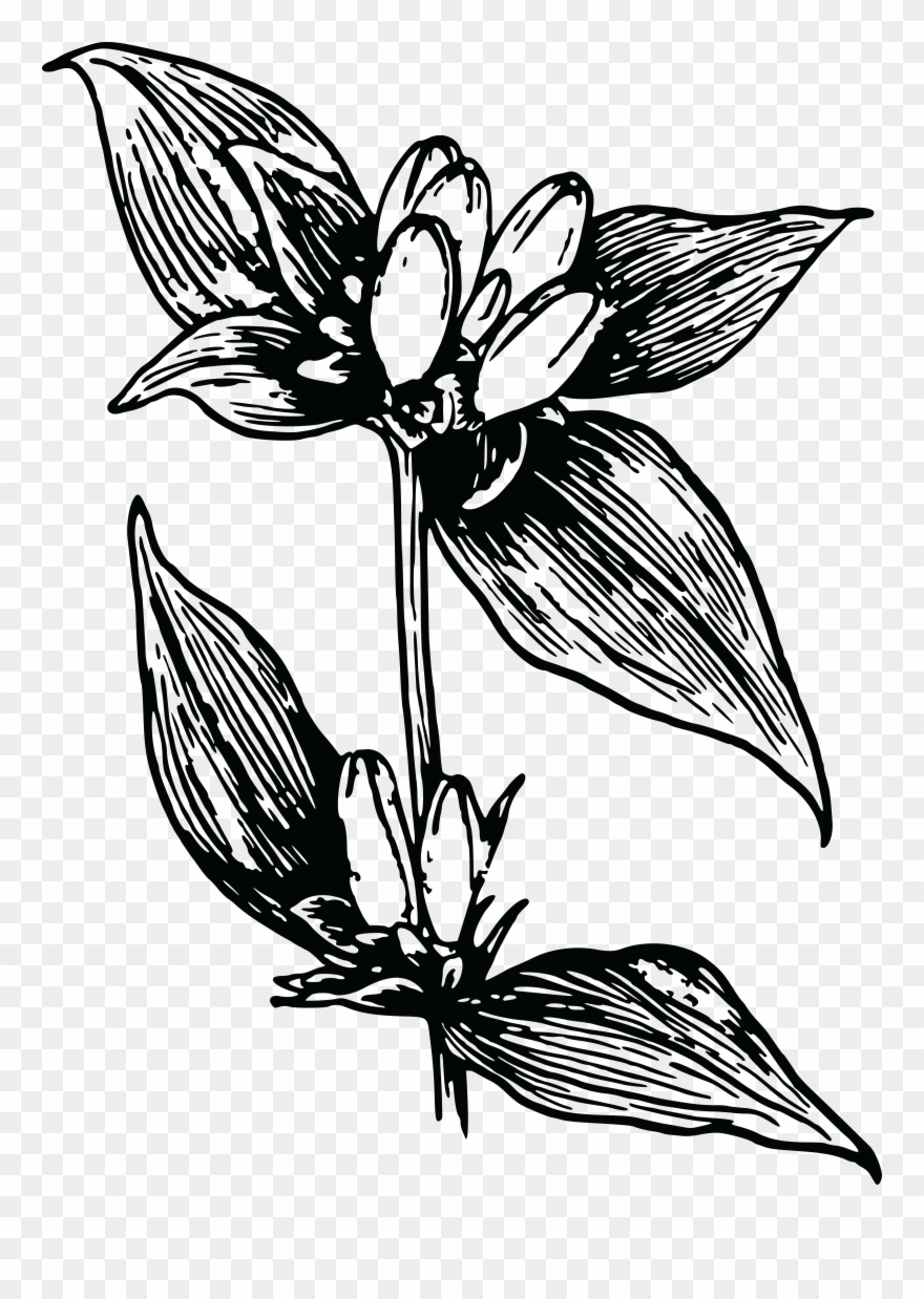 Floral Design Gentiana Acaulis Closed Bottle Gentian - Gratis Billeder På Gennemsigtig Baggrund Clipart