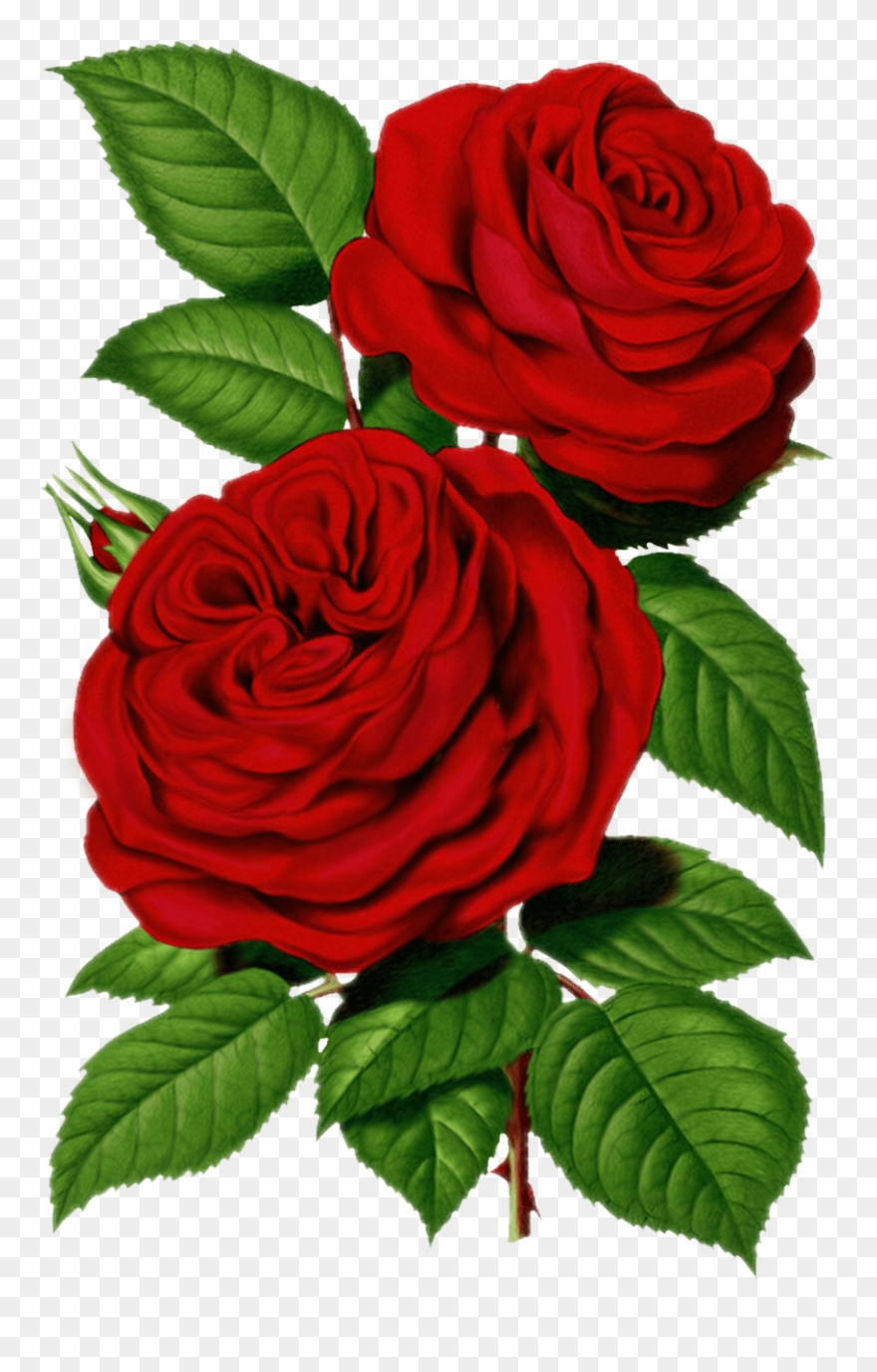 Victorian Red Roses Clipart