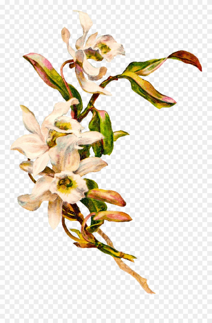 Victorian Vintage Flowers - Flower With Blank Background Clipart